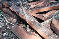 Vụ phá rừng di sản tại Quảng Bình: Bắt tạm giam nguyên trạm trưởng kiểm lâm