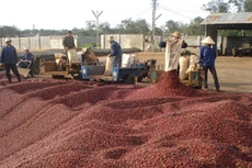 Ngày 2/12/2019, đấu giá máy móc thiết bị, phương tiện vận tải truyền dẫn của Công ty TNHH MTV Cà phê Buôn Ma Thuột (tỉnh Đắk Lắk)