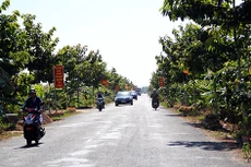 Ngày 16/12/2019, đấu giá quyền sử dụng 3.542,1 m2 đất tại huyện Châu Thành A, tỉnh Hậu Giang