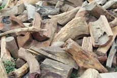 Ngày 21/11/2019, đấu giá tang vật, phương tiện vi phạm hành chính tịch thu tại tỉnh Gia Lai