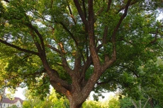 Ngày 21/12/2019, đấu giá gỗ cây Long Não tại tỉnh Gia Lai