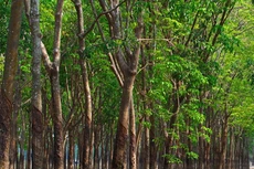 Ngày 3/12/2019, đấu giá 25.117 cây cao su thanh lý tại tỉnh Tây Ninh