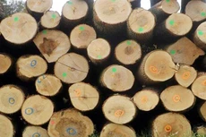 Ngày 21/11/2019, đấu giá tang vật, phương tiện vi phạm hành chính tịch thu tại tỉnh Gia Lai