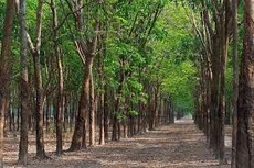 Ngày 18/11/2019, đấu giá lô cây Cao su tại tỉnh Đắk Lắk