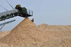 Ngày 26/12/2019, đấu giá sản phẩm sau khai thác tỉa thưa rừng tại tỉnh Thừa Thiên Huế