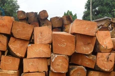 Ngày 8/11/2019, đấu giá vật chứng vụ án tịch thu sung quỹ nhà nước tại tỉnh Bắc Kạn