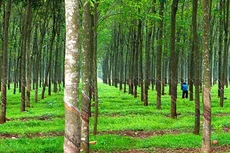 Ngày 3/12/2019, đấu giá cây cao su thanh lý tại tỉnh Tây Ninh