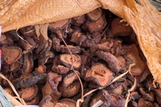 20 tấn dược liệu được nhập lậu từ Trung Quốc