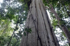 Ngày 29/11/2019, đấu giá 81,138m3 gỗ cây Dầu tại tỉnh Bình Dương