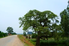 Ngày 29/11/2019, đấu giá quyền sử dụng 9 ô đất tại huyện Thanh Thủy, tỉnh Phú Thọ