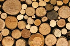 Ngày 26/11/2019, đấu giá lô gỗ tận dụng tại tỉnh Phú Quốc