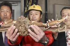 Con cua tuyết lập kỷ lục đấu giá. (Nguồn: Kyodo)