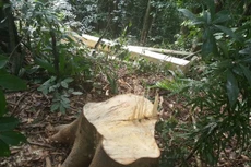 Địa bàn xã Vĩnh Ô luôn phát hiện nhiều vụ phá rừng.