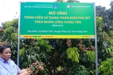 Phân bón Phú Mỹ cho cây Nhãn lồng Hưng Yên ngon ngọt, năng suất cao
