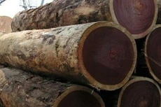 Ngày 29/11/2019, đấu giá 5,267m3 gỗ cây Sao tại tỉnh Bình Dương