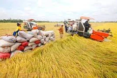 Cơ hội đẩy mạnh xuất khẩu gạo vào một số thị trường trọng điểm