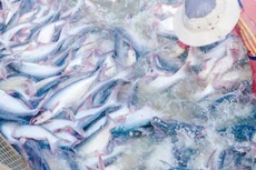 Do dịch Covid-19, cá tra nuôi tại ao của DN vượt kích thước do các nhà máy ngừng hoạt động hoặc giảm tối đa công suất (Ảnh: Internet)