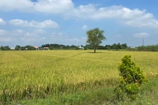 Địa điểm dự kiến xây dựng Dự án TBA 220kV Đức Hòa 2 tại ấp Rừng Sến, xã Mỹ Hạnh Bắc, huyện Đức Hòa, tỉnh Long An. Ảnh: EVNNPT