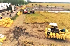 Hiện các tỉnh/thành phố khu vực Đồng bằng Sông Cửu Long đã bước vào thời điểm chính vụ thu hoạch lúa Hè Thu 2021 (ảnh: Internet)