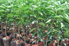 Gói thầu số 10 Cung cấp giống cây ăn quả, phân bón, thuốc bảo vệ thực vật thuộc Dự án Phương án khuyến nông năm 2021 bị phản ánh đưa ra tiêu chí hạn chế sự tham gia của nhà thầu (Ảnh minh họa: Internet)