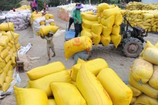 Xuất khẩu gạo sang Bờ Biển Ngà, Trung Quốc, Ghana đạt mức tăng trưởng 3 con số trong 5 tháng đầu năm 2025. Ảnh: Song Lê