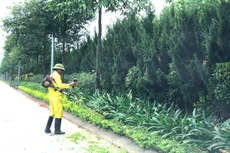 Gói thầu Xây dựng thuộc Dự toán mua sắm Dự án duy trì cây cảnh, chăm sóc cây xanh, thảm cỏ tại thị xã Chơn Thành (Bình Phước) trong năm 2025 (lần 2) có giá hơn 7,7 tỷ đồng. Ảnh minh họa: Nhã Chi