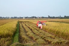 Nếu kéo dài thời gian miễn thuế sử dụng đất nông nghiệp như quy định hiện hành đến hết ngày 31/12/2030, số thuế được miễn khoảng 7.500 tỷ đồng/năm. Ảnh: Lê Tiên