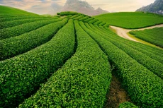 12 doanh nghiệp nông nghiệp đã hoàn tất cổ phần hóa