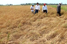 Gần 300 triệu USD kiểm soát mặn cho Bến Tre