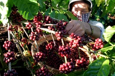 Tới 90% lượng nông sản Việt Nam XK dưới nhãn hiệu của nước ngoài, mới khoảng 50 chỉ dẫn địa lý và 140 nhãn hiệu được đăng ký xác lập, bảo hộ quyền sở hữu trí tuệ...