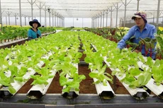 Diễn đàn sẽ giúp các hợp tác xã nhận diện rõ hơn các cơ hội, thách thức, trong phát triển kinh tế hợp tác trong thời kỳ mới