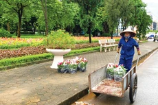 Gói thầu số 02 Duy trì và chăm sóc cây xanh đô thị trên địa bàn TP. Gia Nghĩa (tỉnh Đắk Nông) giai đoạn 2023 - 2024 vẫn chưa có kết quả lựa chọn nhà thầu. Ảnh minh họa: Tiên Giang