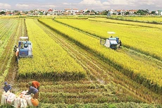 3 tháng, tổng kim ngạch xuất khẩu nông lâm thủy sản ước đạt 13,53 tỷ USD