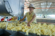Triển vọng phục hồi sản lượng tiêu thụ và giá bán là cơ sở để các doanh nghiệp cao su kỳ vọng lạc quan hơn trong năm 2024. Ảnh: Song Lê