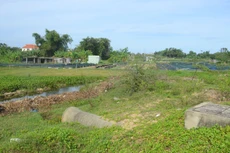 Đoạn chưa được nạo vét đang gây tắc nghẽn dòng sông Cổ Cò, lục bình phủ kín và người dân tận dụng trồng cây ngắn ngày. Ảnh: Minh Nguyệt