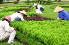 Gói thầu số 02 Duy trì và chăm sóc cây xanh đô thị trên địa bàn TP. Gia Nghĩa (tỉnh Đắk Nông) giai đoạn 2023 - 2024 có giá 39,888 tỷ đồng. Ảnh minh họa: Nhã Chi