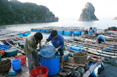 Trong đó, danh mục dịch vụ sự nghiệp công sử dụng NSNN lĩnh vực thủy sản gồm: Điều tra, quy hoạch thuộc lĩnh vực thủy sản... Ảnh: Tường Lâm