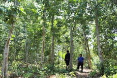 Rừng tại huyện Nam Giang (Quảng Nam)
