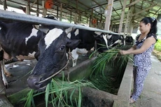 Hộ chăn nuôi bò sữa tại huyện Củ Chi, TP.Hồ Chí Minh