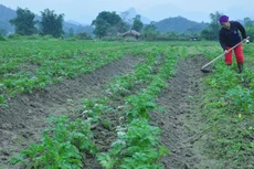 Ảnh Internet