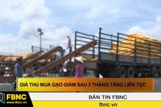 Giá thu mua gạo giảm sau 3 tháng tăng liên tục
