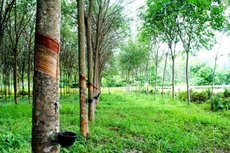 Đấu giá cây cao su thanh lý tại Tây Ninh