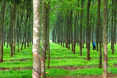 Đấu giá thanh lý cây cao su tại Tây Ninh