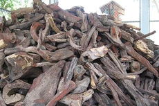 Đấu giá lóng, gốc gỗ trắc tại Bình Phước