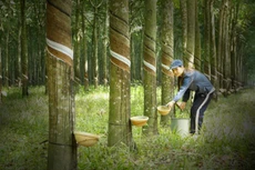 Đấu giá quyền khai thác mủ cao su tại Tây Ninh