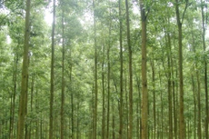 Đấu giá gỗ rừng trồng keo lai tại Thừa Thiên Huế