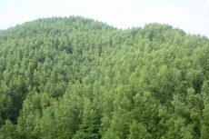 Đấu giá gỗ rừng trồng keo lai tại Thừa Thiên Huế