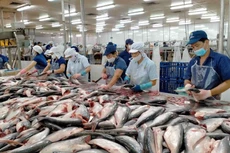 Xuất khẩu cá tra khởi sắc