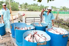 Năm 2018, xuất khẩu cá tra đạt kim ngạch cao nhất từ trước đến nay, ước khoảng 2,1 tỷ USD. Ảnh: Chí Quốc
