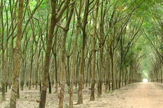 Ngày 15/11/2019, đấu giá cây Cao su thanh lý tại tỉnh Tây Ninh